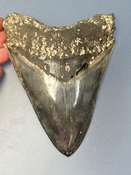 Deep Blue 5 5/8" Megalodon, LARGE, Nice Serrations and Beautiful Coloration