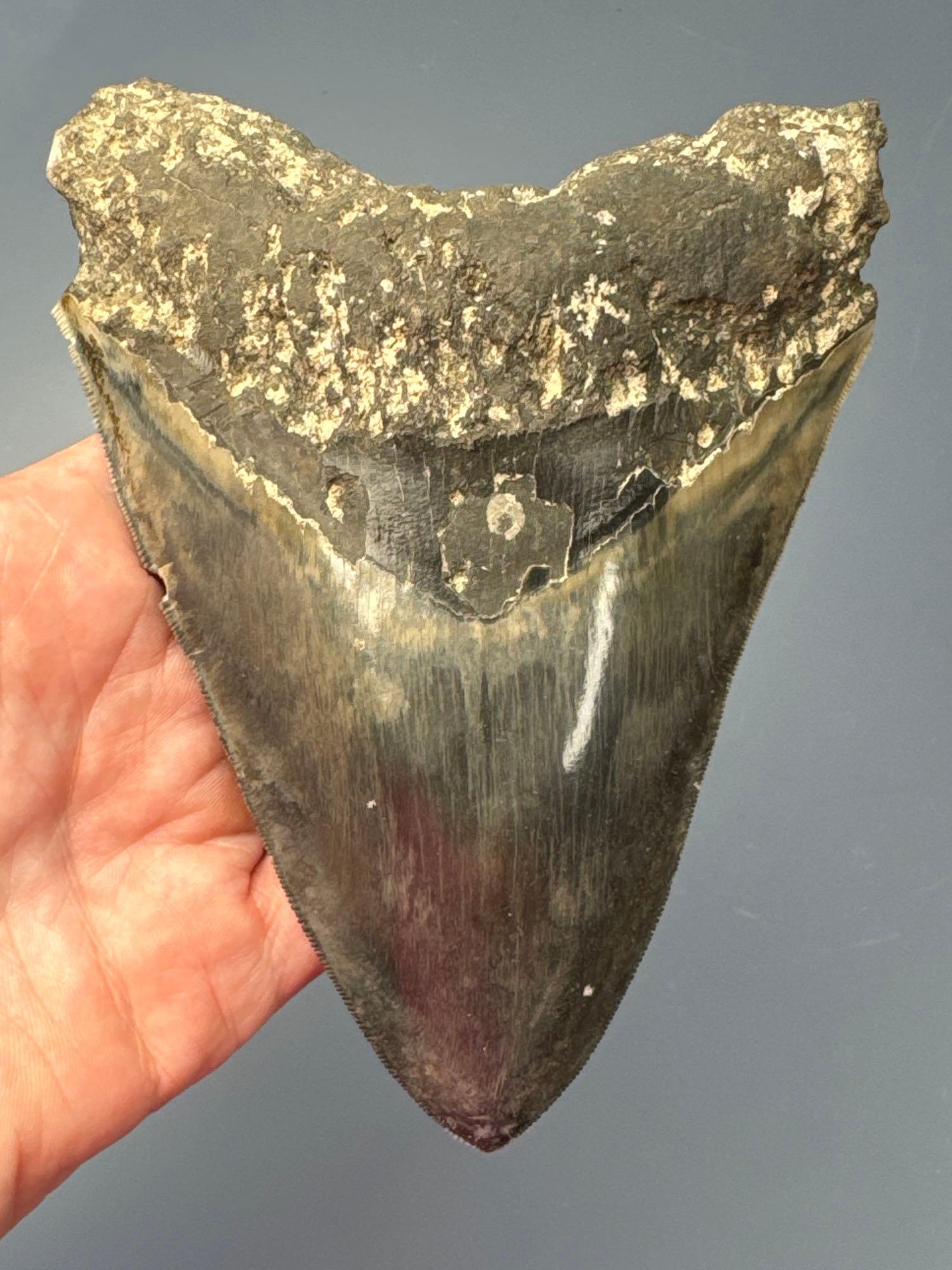 Deep Blue 5 5/8" Megalodon, LARGE, Nice Serrations and Beautiful Coloration