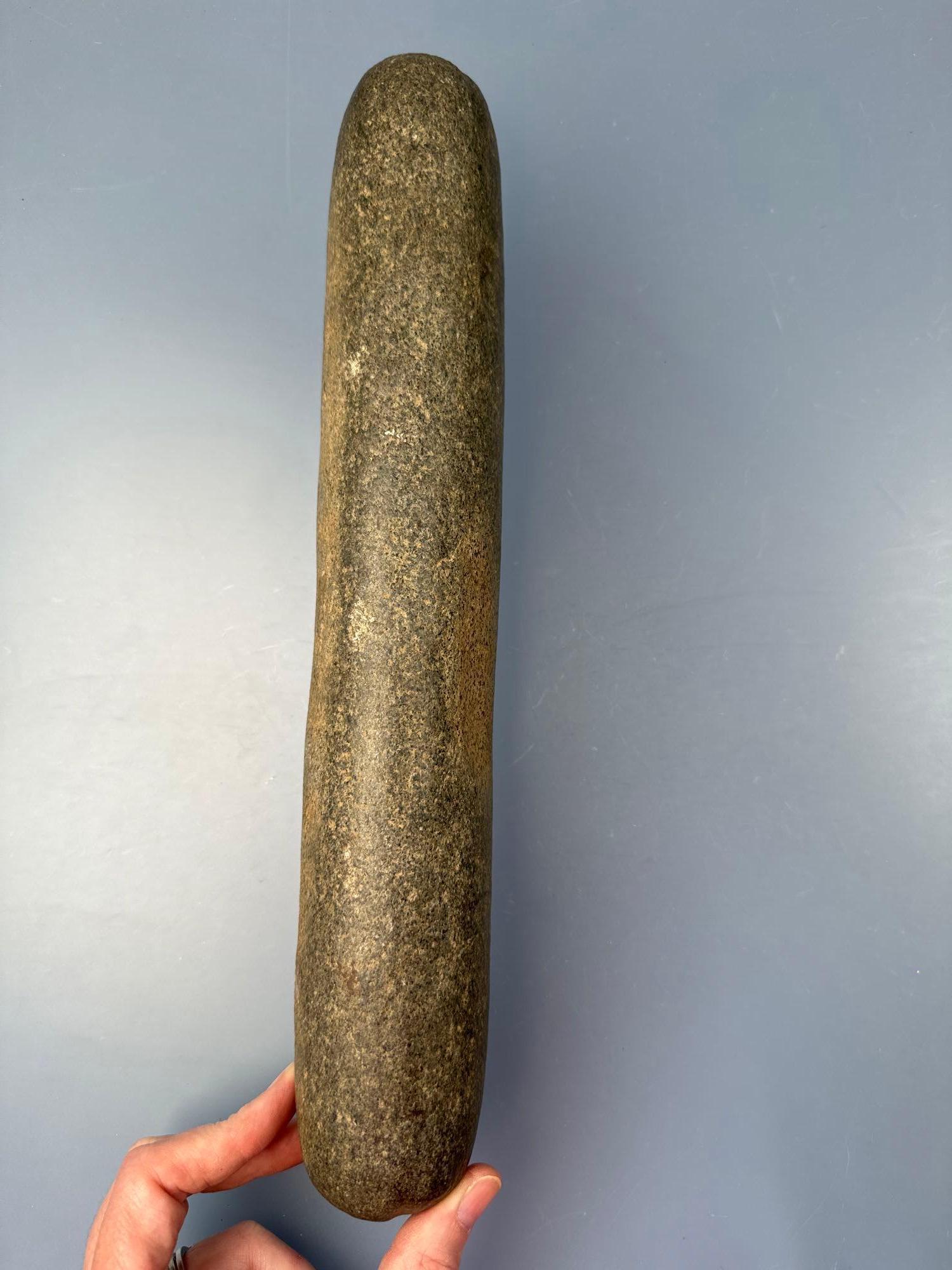 Stunning 12 3/4" Roller Pestle, Highly Polished Example, Found in Pennsylvania