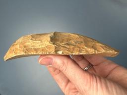 Large 4 3/4" Uniface Paleo Turtle Back Scraper, Found in Florida, Coastal Plains Chert, Superb Examp