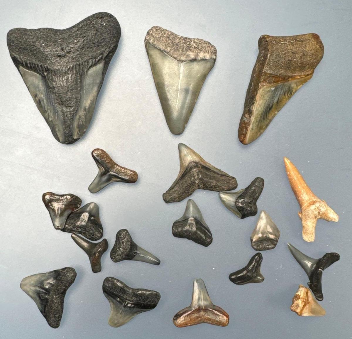 Lot of Shark Teeth, Megalodons, Longest is 2"