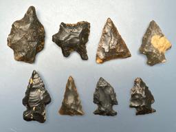 8 Ridge and Valley Chert Points, Found in North Carolina, Longest is 1 1/4"