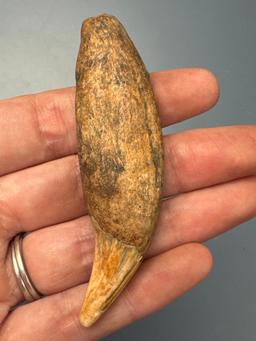 3 1/16" Black Bear Canine, Recovered on an Iroquois Site, Ex: Charles Tutton of Ithaca, NY