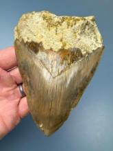 4 1/2" Megalodon, Nice Sized