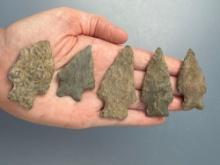 5 Nice Rhyolite Arrowheads, Longest is 2 1/2", Found along the Lower Susquehanna River