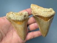 Pair of Megalodons, Longest is 3"