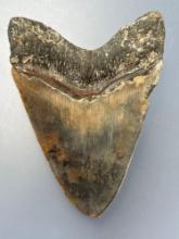HUGE 5 9/16" Megalodon, Great Coloration, Serrations Noted