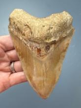 NICE Tan and Orange 4 7/8" Megalodon, Nice Serrations!