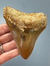 4 1/8" Megalodon w/Nice Serrations