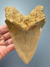 LARGE 5 1/8" Megalodon, Serrated, Nice Coloration