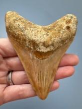 3 5/8" Tan Megalodon Shark Tooth