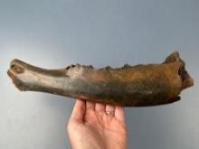 Large 11 1/2" Ancient Giant Deer Mandible, Found in Rhine River in Germany