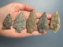 5 Various Rhyolite Points, Longest is 2 11/16", Found by J. Fissel in Orrtanna, Pennsylvania