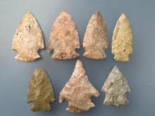 7 Various Arrowheads, Longest is 2 1/8" Found by Terry Miller in Kansas