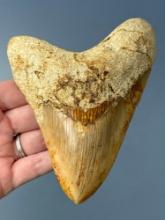 5 1/8" Megalodon, Orange/White, Root Deteriation Noted