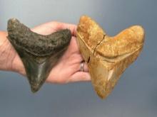 2 Megalodons, Broken, Largest 5 1/8", Smaller is Broken+Reglued, Larger is Broken and Unglued