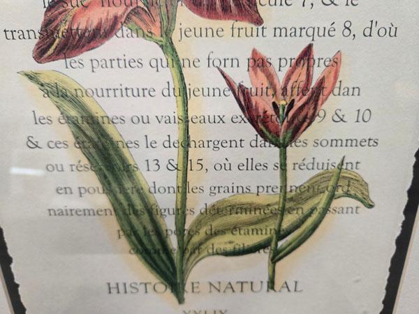 SET OF DECORATIVE FRAMED FLORAL PRINTS- LEFT: "LES FLUERS" RETAILING FOR $ MEASURING 19.5" X 25.5" ,
