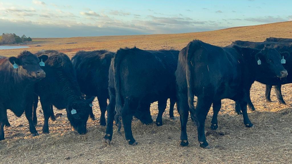 11 AI Bred Heifers