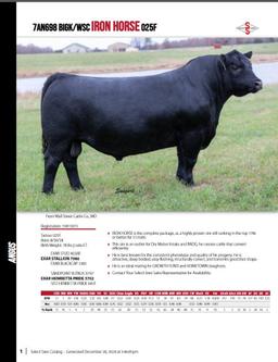 11 AI Bred Heifers