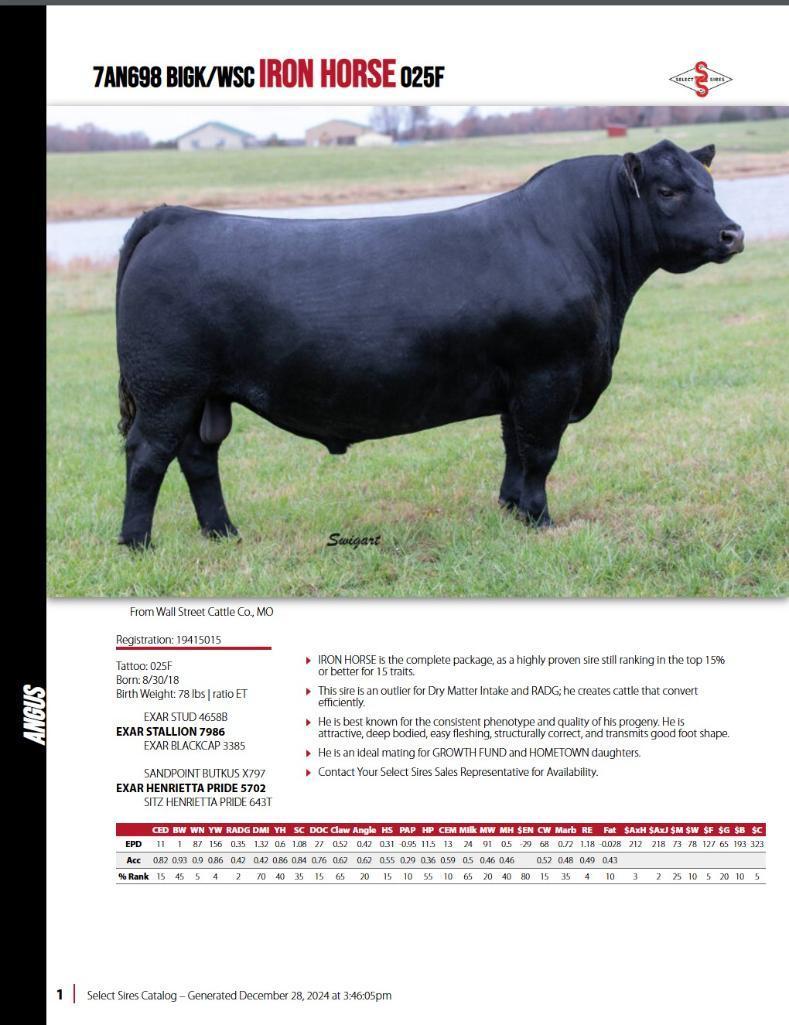 11 AI Bred Heifers
