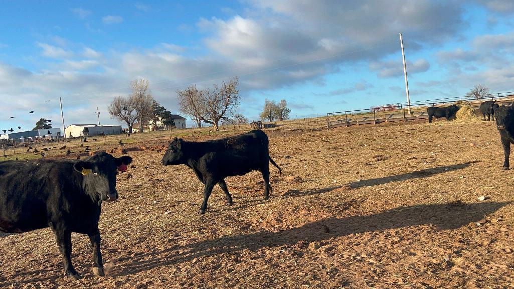 11 AI Bred Heifers