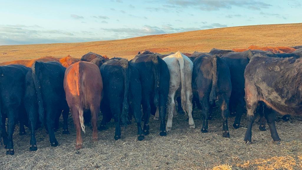 11 AI Bred Heifers