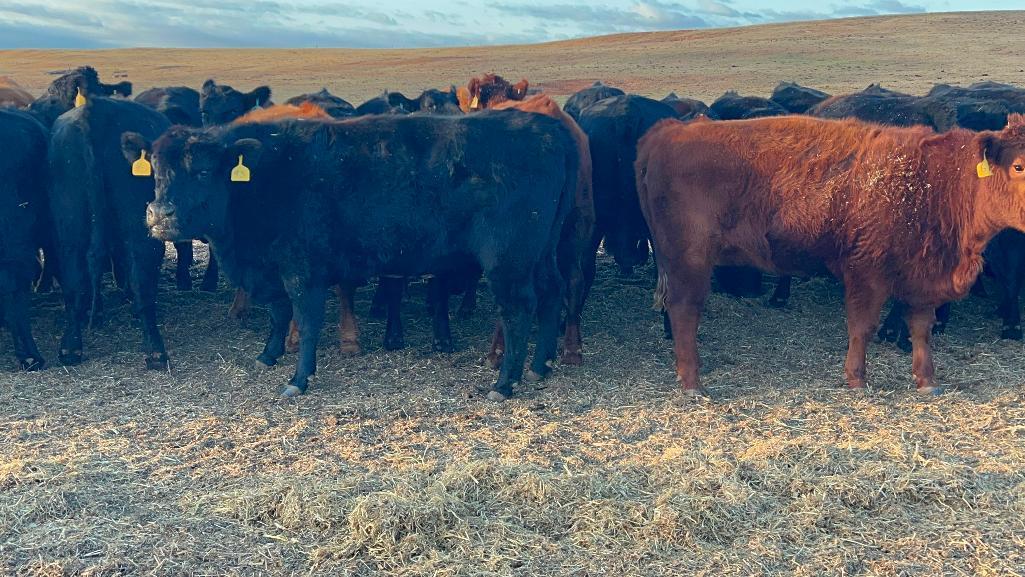 11 AI Bred Heifers
