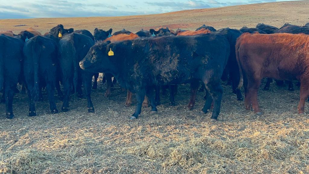 11 AI Bred Heifers