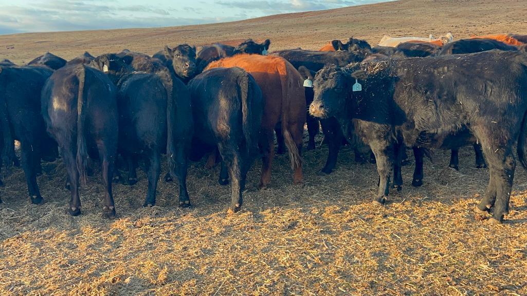 11 AI Bred Heifers