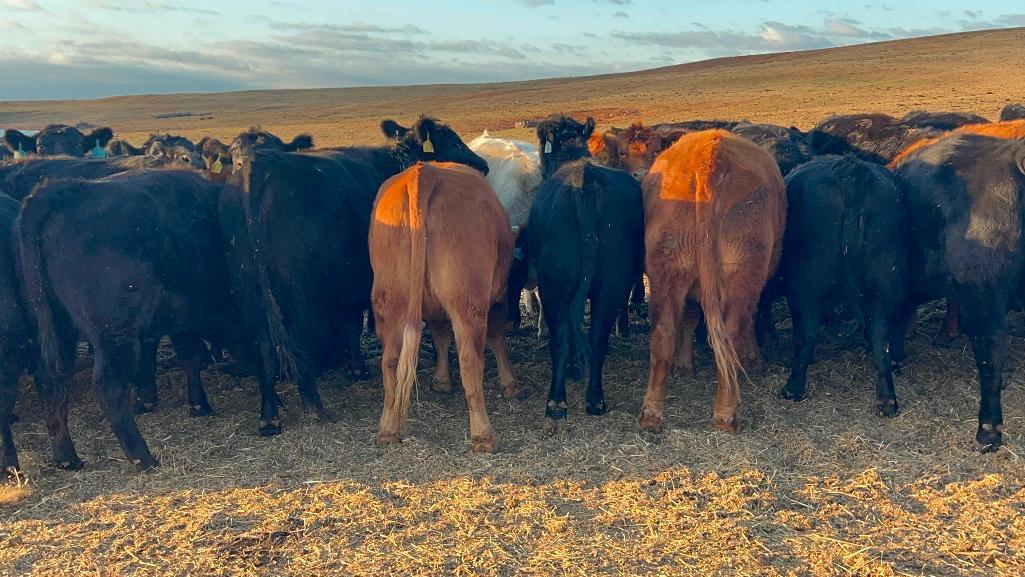 11 AI Bred Heifers
