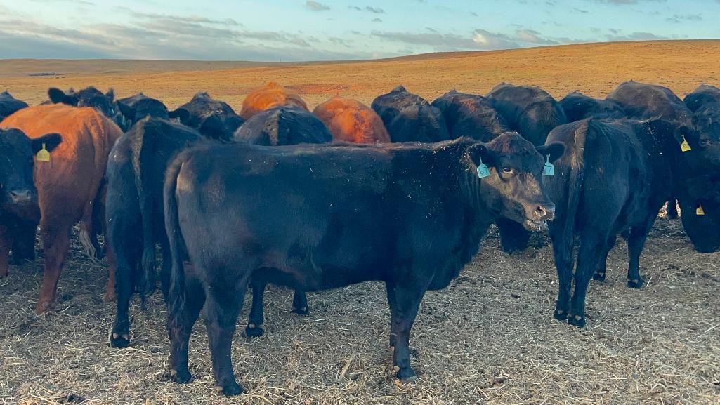 11 AI Bred Heifers