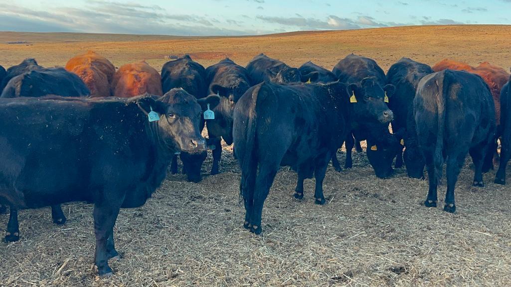 11 AI Bred Heifers