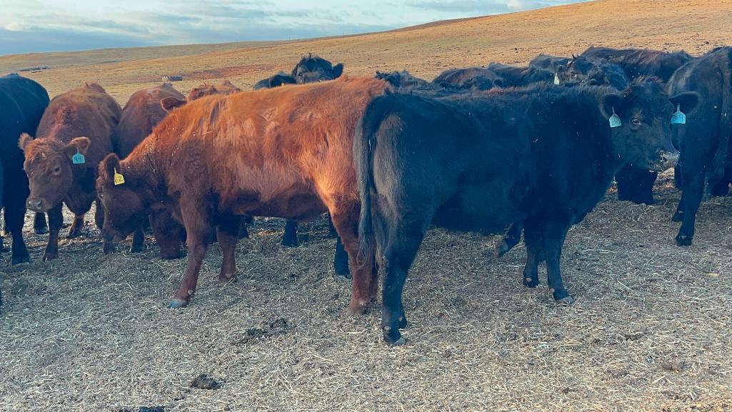 11 AI Bred Heifers