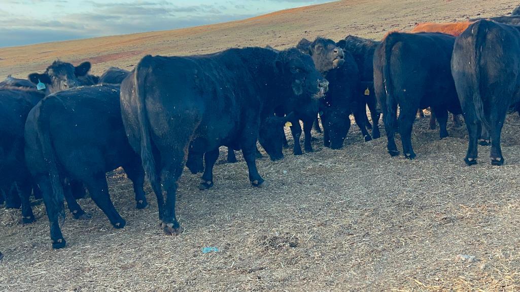11 AI Bred Heifers