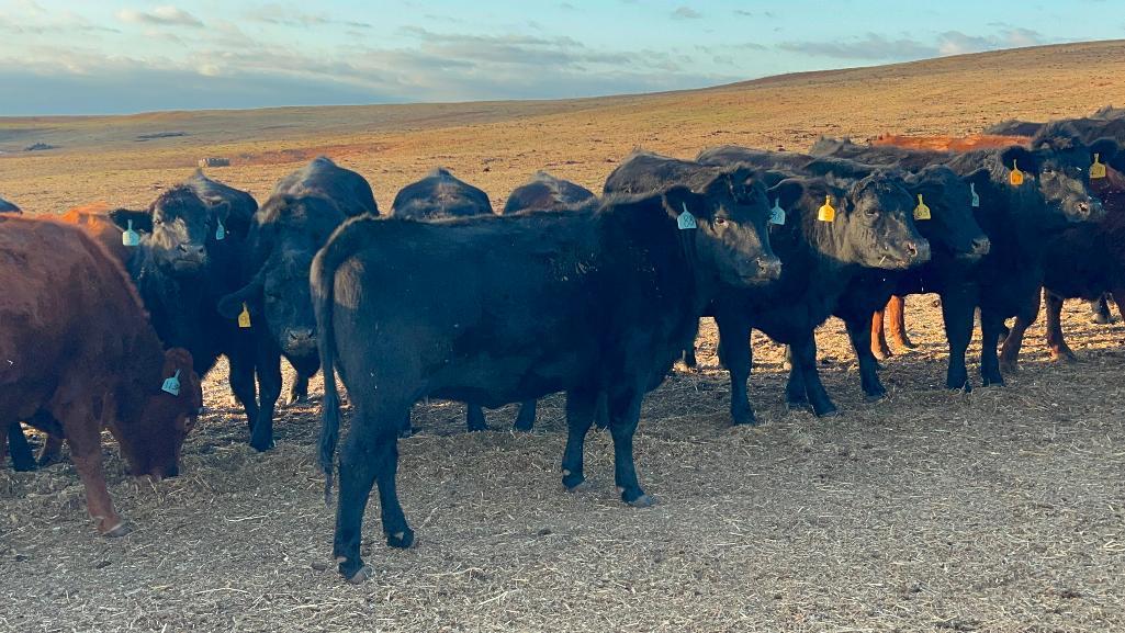 11 AI Bred Heifers