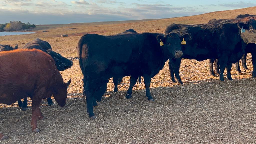 11 AI Bred Heifers