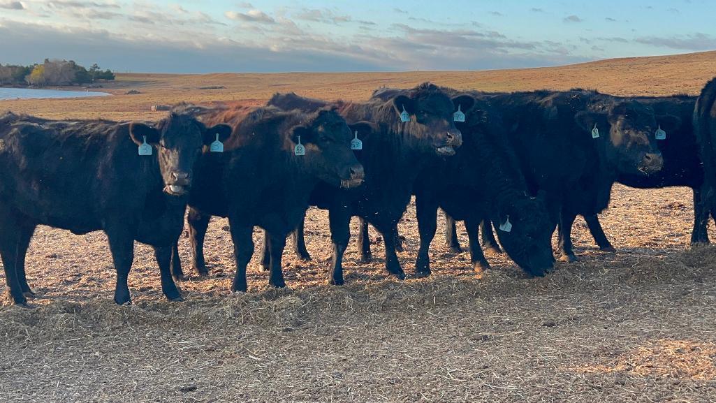 11 AI Bred Heifers