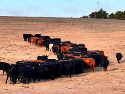 11 Heifers bred to Low Birth Weight Bulls Approx Due on 3-19