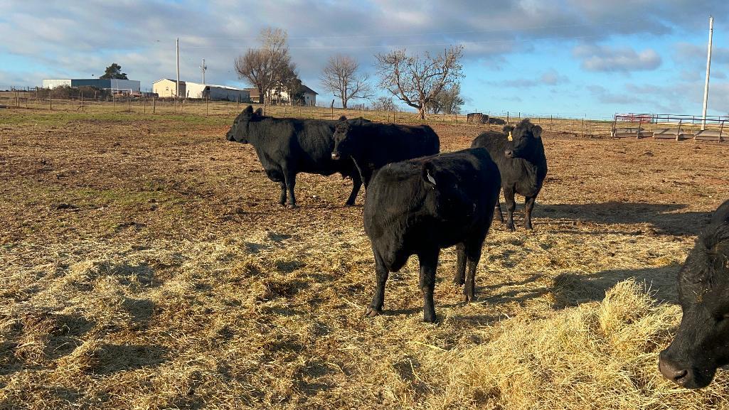 11 Heifers bred to Low Birth Weight Bulls Approx Due on 3-19