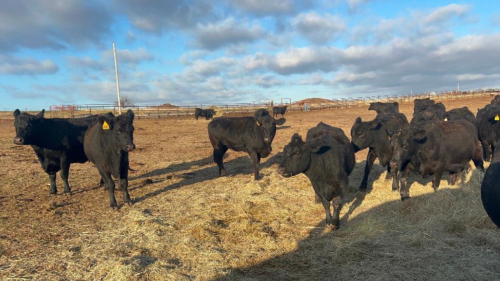11 Heifers bred to Low Birth Weight Bulls Approx Due on 3-19