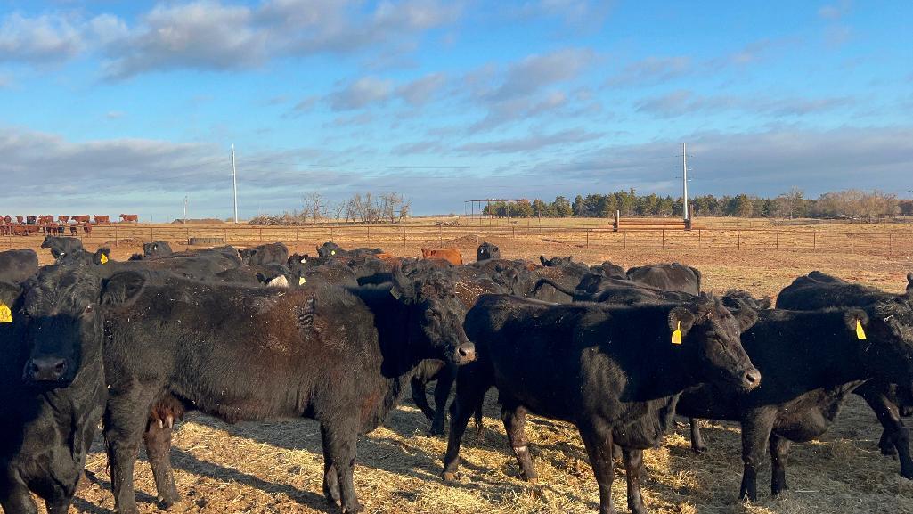 11 Heifers bred to Low Birth Weight Bulls Approx Due on 3-19