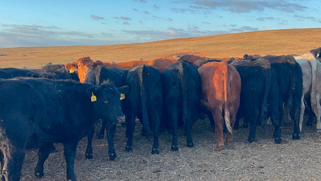 11 Heifers bred to Low Birth Weight Bulls Approx Due on 3-19