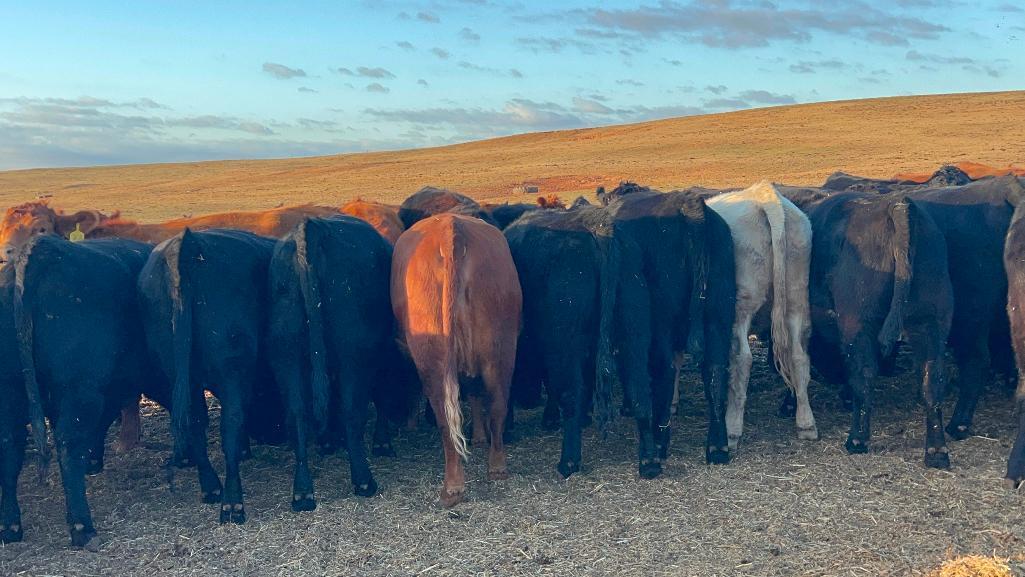 11 Heifers bred to Low Birth Weight Bulls Approx Due on 3-19