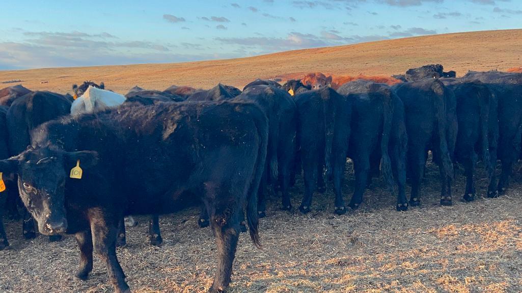 11 Heifers bred to Low Birth Weight Bulls Approx Due on 3-19