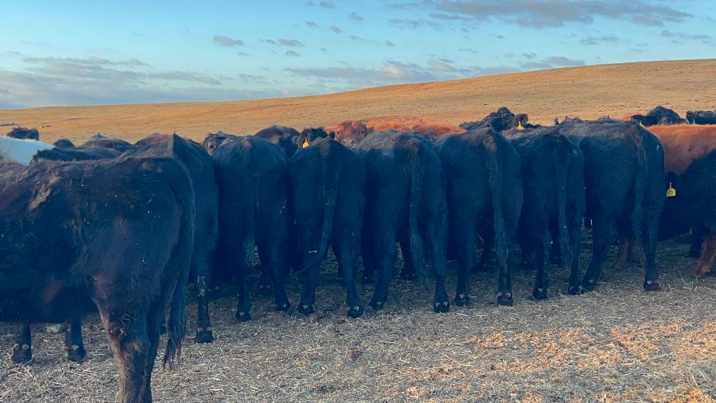 11 Heifers bred to Low Birth Weight Bulls Approx Due on 3-19