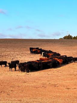 11 Heifers bred to Low Birth Weight Bulls Approx Due on 3-19