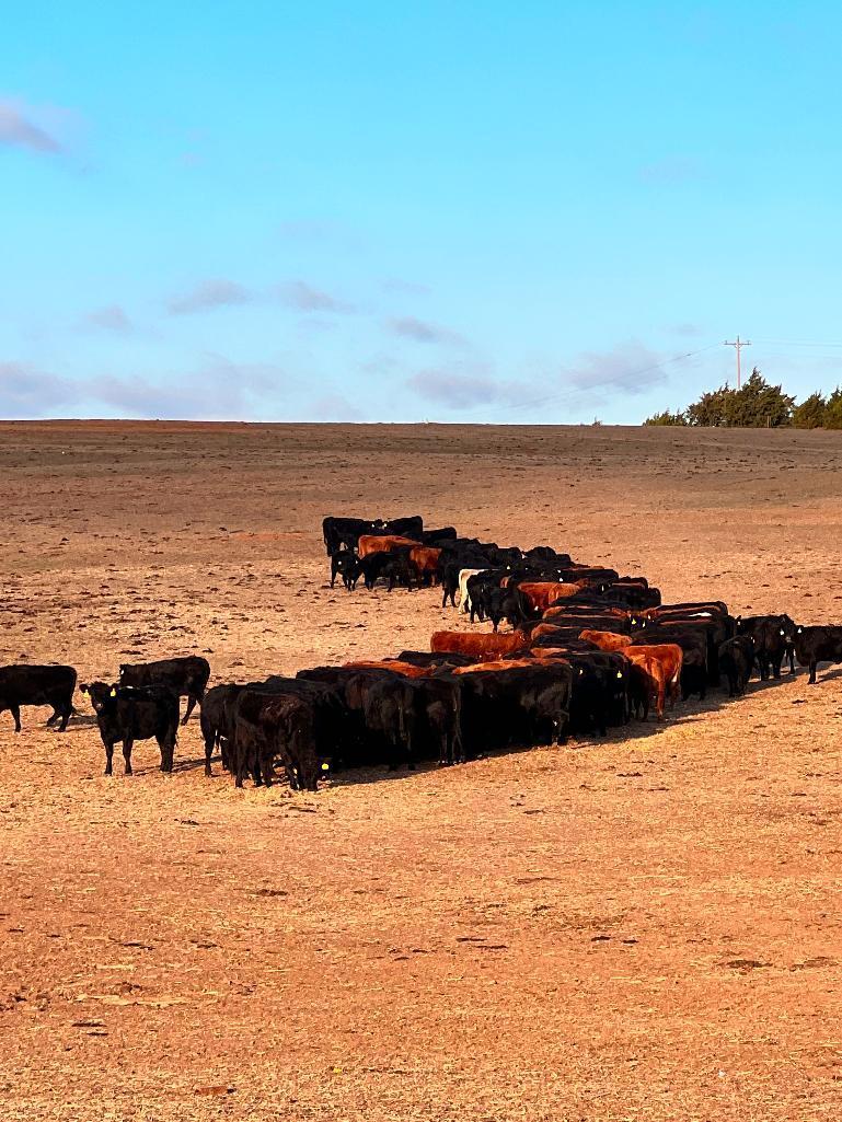 11 Heifers bred to Low Birth Weight Bulls Approx Due on 3-19