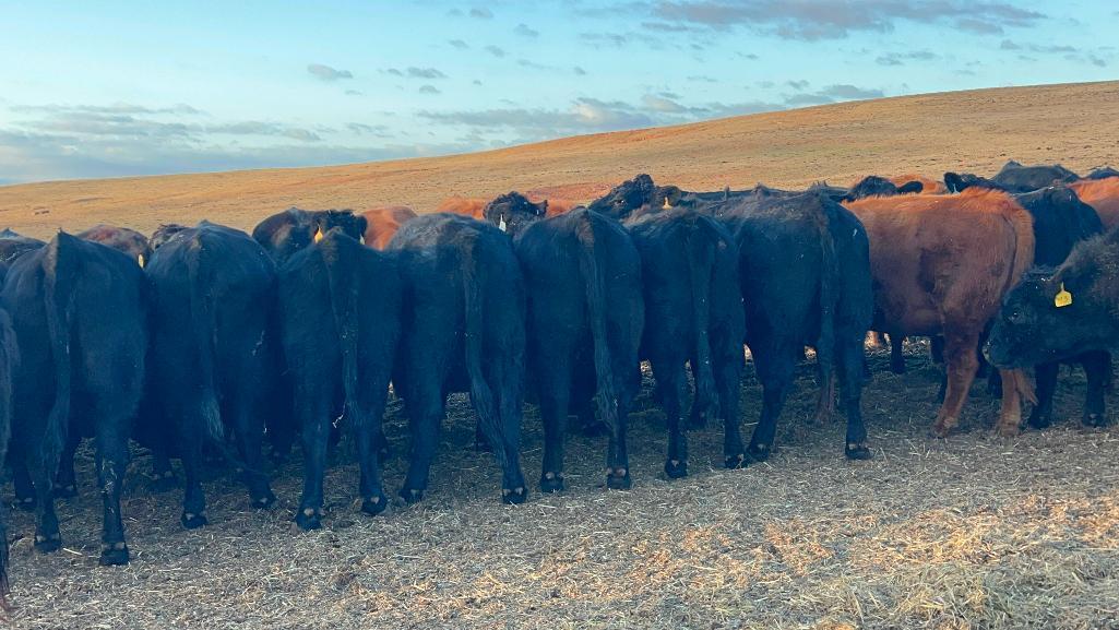 11 Heifers bred to Low Birth Weight Bulls Approx Due on 3-19