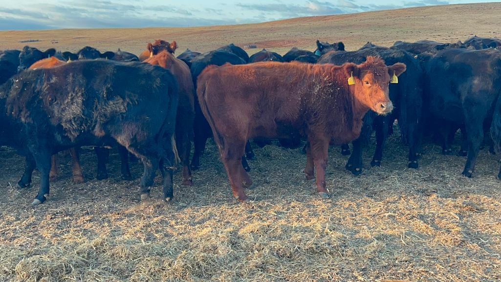 11 Heifers bred to Low Birth Weight Bulls Approx Due on 3-19