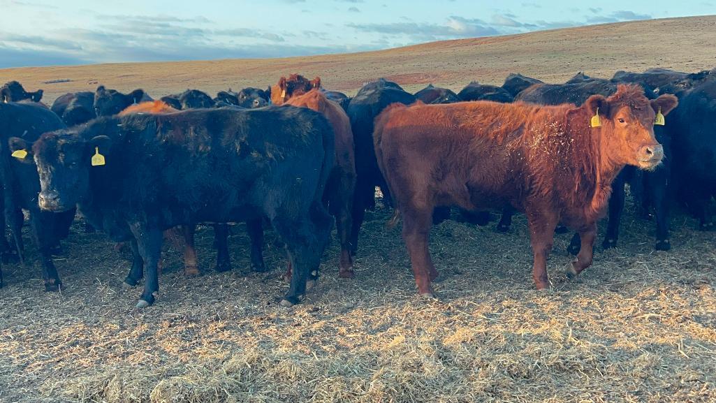 11 Heifers bred to Low Birth Weight Bulls Approx Due on 3-19